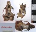 Rattus rattus